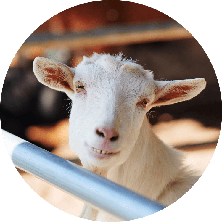 熊本 阿蘇のアイドル、白ヤギのゆず