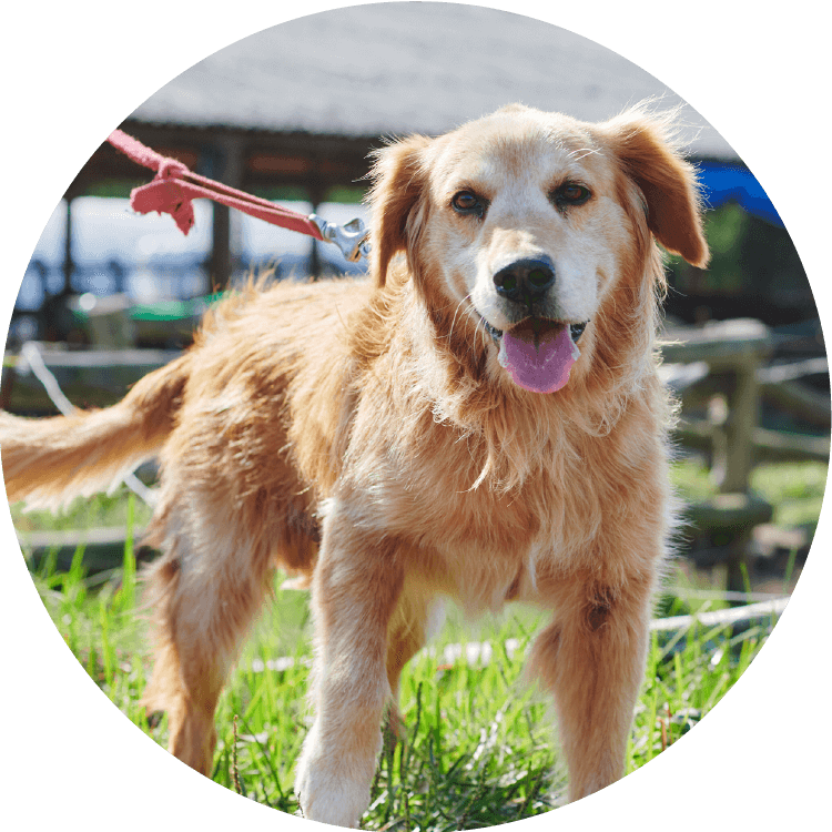 熊本 阿蘇を元気よく駆け回る犬のコール