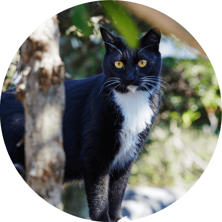 民宿の自由猫のにゃんにゃん