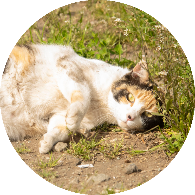 民宿の自由猫のみぃ