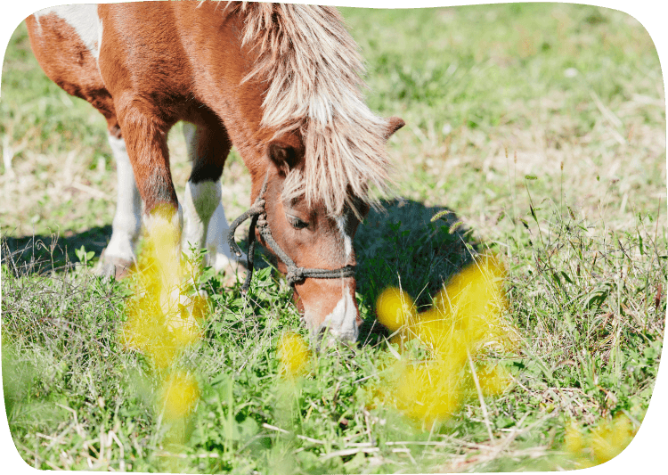 阿蘇の牧野ですくすく育つポニー