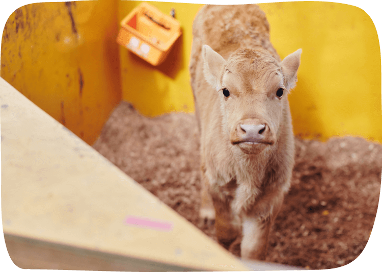 牧場で生まれた子牛