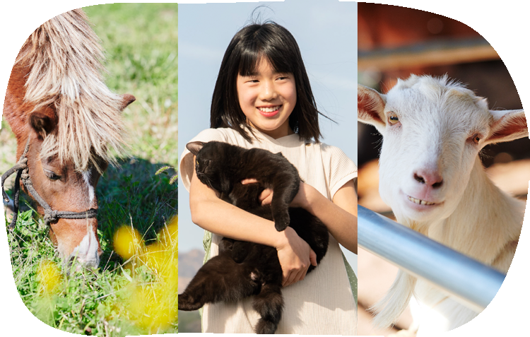 牧場民宿体験の合間にかわいい動物たちとふれあえる