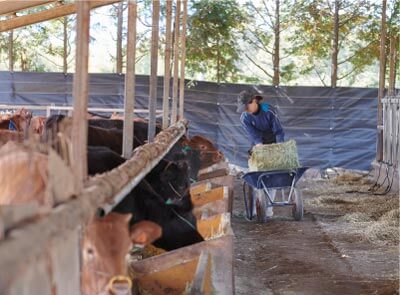 熊本 阿蘇で元気に育つの牛たちへエサやり