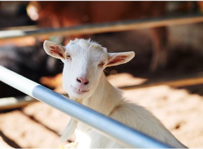 牧場にいるヤギのゆず