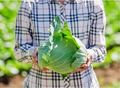 熊本の自然がもたらした美味しいキャベツ