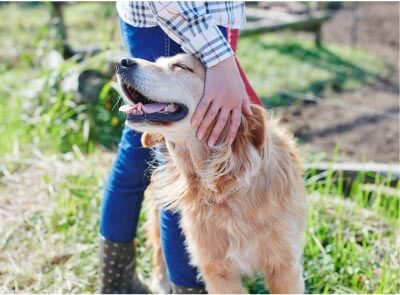 人懐っこい犬のコール