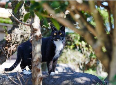 自由猫のにゃんにゃん