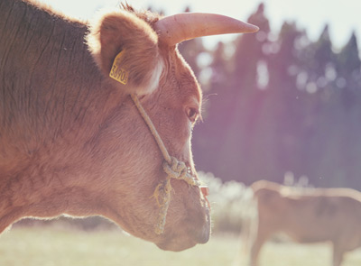 たくさんの熊本あか牛にエサやり体験