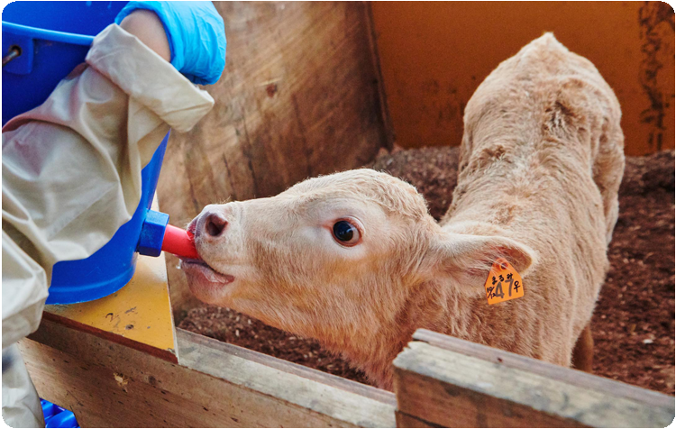 ミルクやり体験