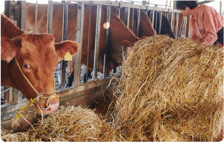 エサやり体験、牧草編