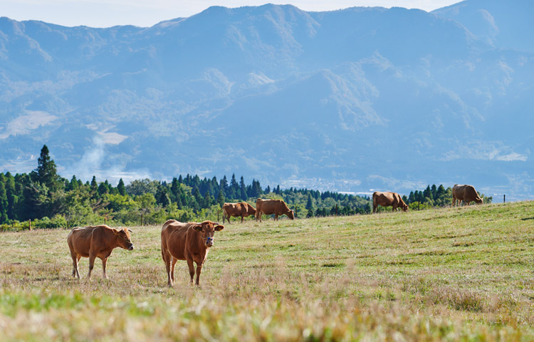 阿蘇の恵みがたっぷり詰まった新鮮野菜や自慢の赤牛を使った豪華な熊本ならではの郷土料理が味わえるのが民宿の魅力