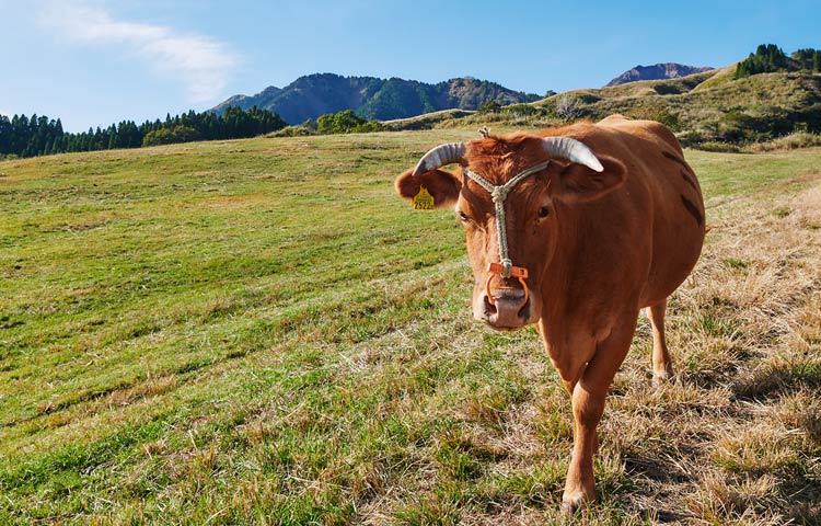 日帰りで熊本南阿蘇の大自然とかわいい動物たちとのふれあい体験を楽しむなら
