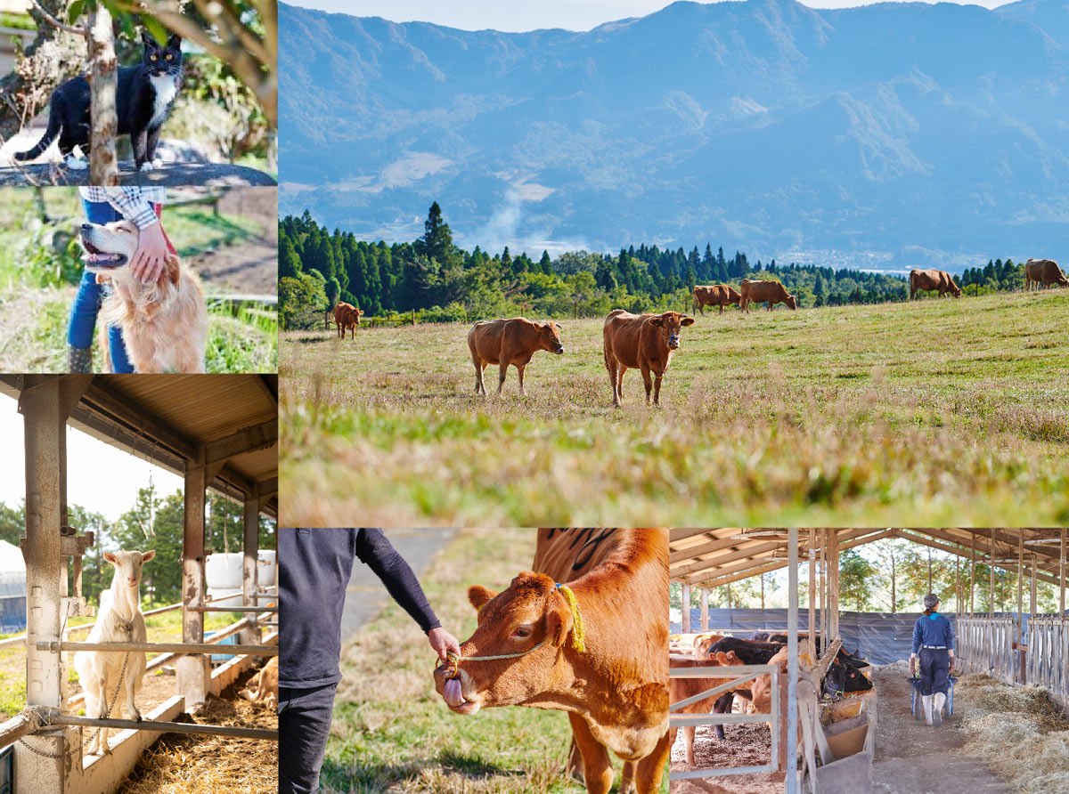 熊本県南阿蘇の大自然と動物たちとのふれあい