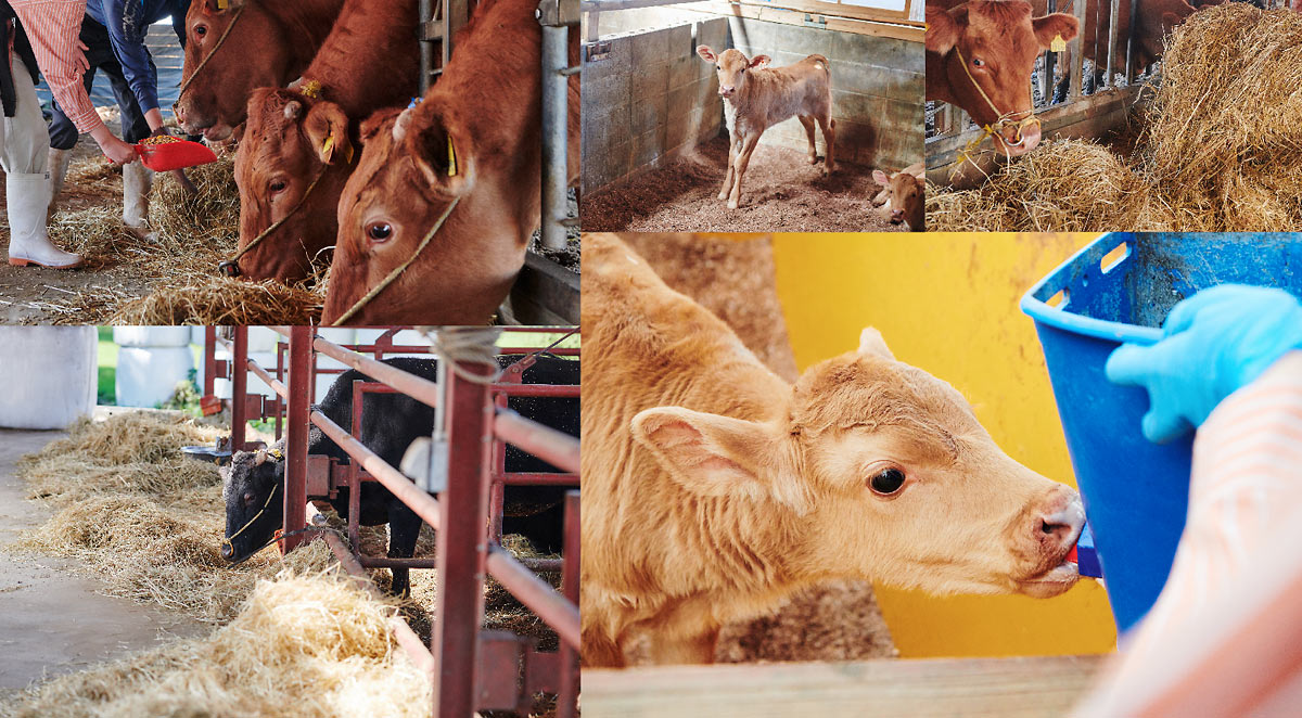 生まれたばかりの子牛にミルクやり体験