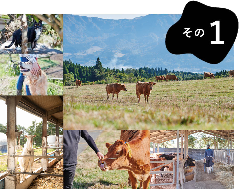 熊本 阿蘇の圧巻な景色の中での放牧見学