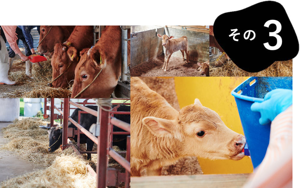 熊本 阿蘇で元気よく育った大きい牛にエサやり体験