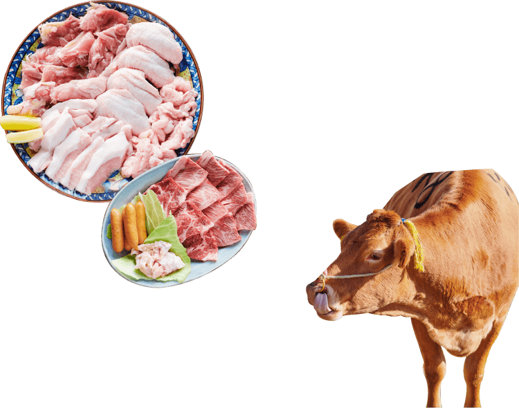 熊本 阿蘇の大自然で放牧中の赤牛