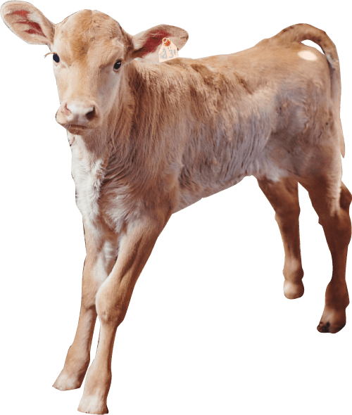 熊本 阿蘇の牧野で育つ子牛