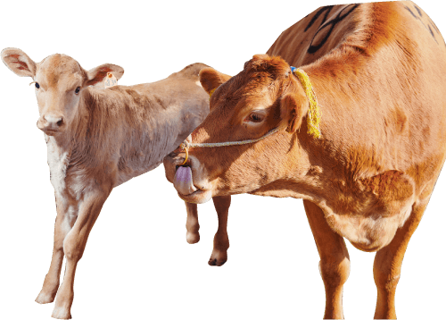 熊本あか牛の親子