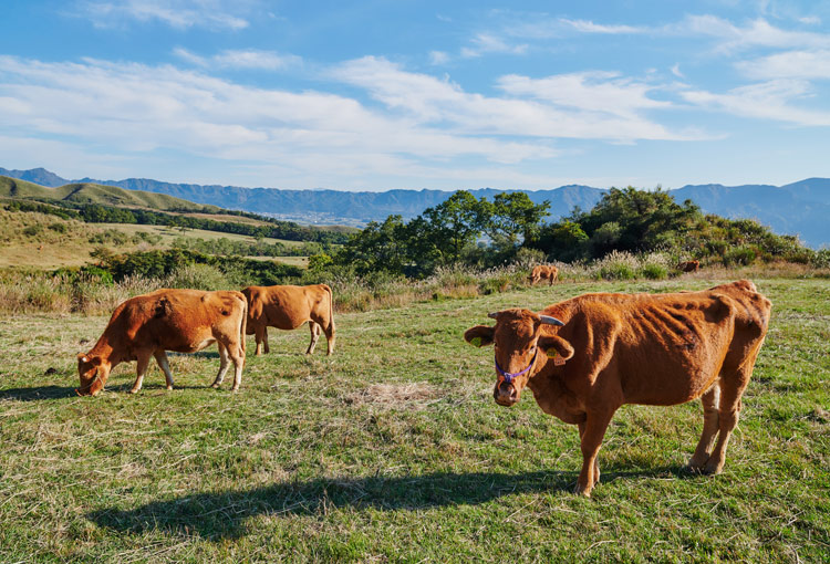 熊本 阿蘇の大自然でのびのび育つたくさんの牛たち
