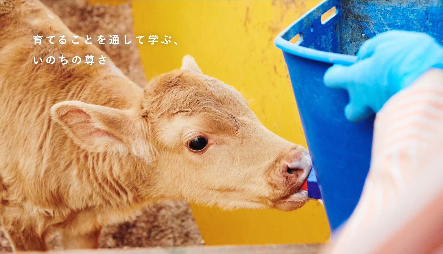 育てることを通していのちの尊さを学べるのは熊本県南阿蘇村の体験民宿なかむら牧場