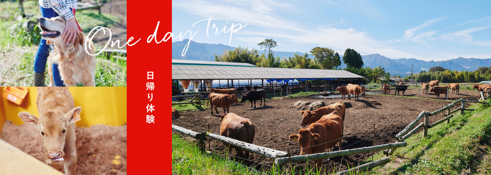 日帰りで熊本を満喫