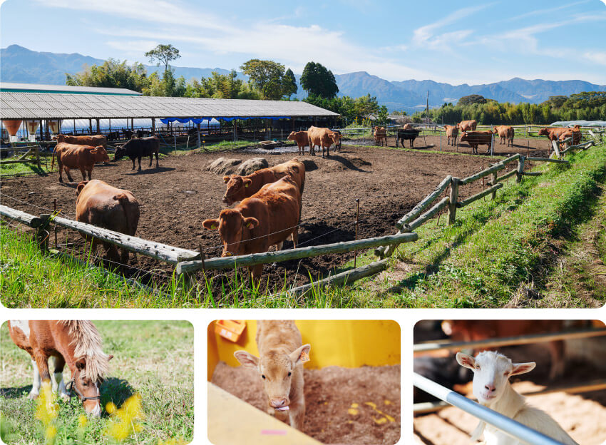 熊本県 阿蘇の大自然ですくすく育つ、たくさんの牛とポニーやヤギ