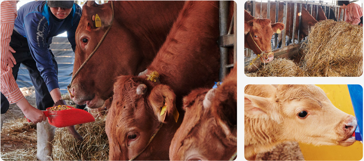 熊本 阿蘇で元気に育つ牛たちにエサやり