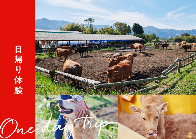 日帰りで阿蘇を満喫