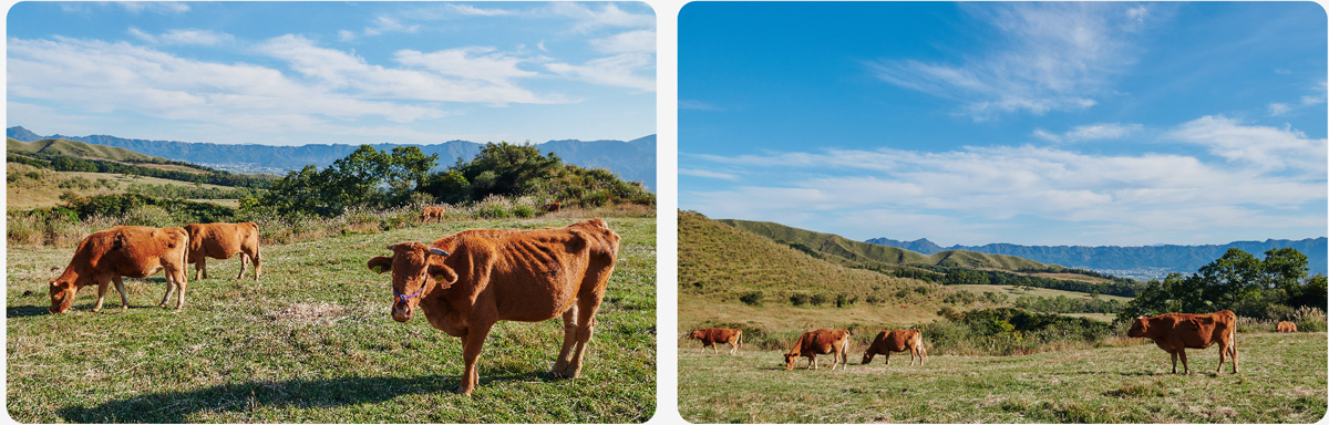 熊本 阿蘇が織りなす圧巻の景色での放牧見学