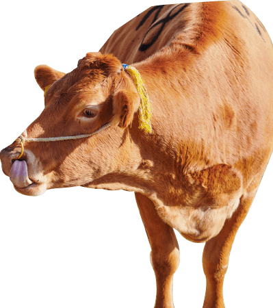 熊本 阿蘇の牧場で元気に育った大きい牛