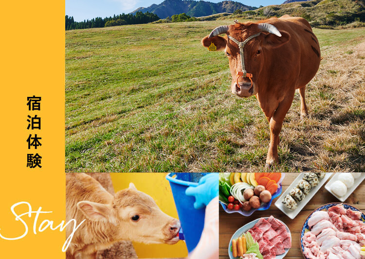 熊本 阿蘇を感ることができる宿泊体験